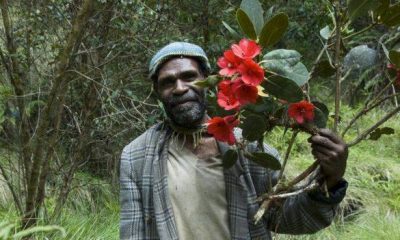 thislocalguidelocatedaspectacularrhododendroninbloominthecromwellmountainsofpapuanewguinea creditrbgkew ab