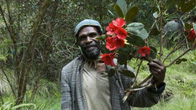 thislocalguidelocatedaspectacularrhododendroninbloominthecromwellmountainsofpapuanewguinea creditrbgkew ab