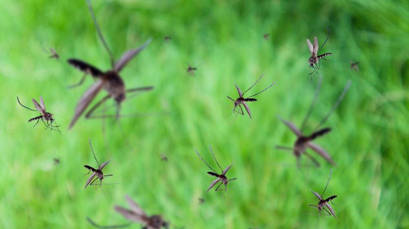 komare komar clanok W effc