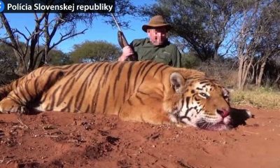 large tiger pytliactvo bbab