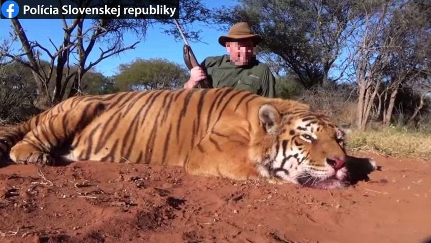 large tiger pytliactvo bbab